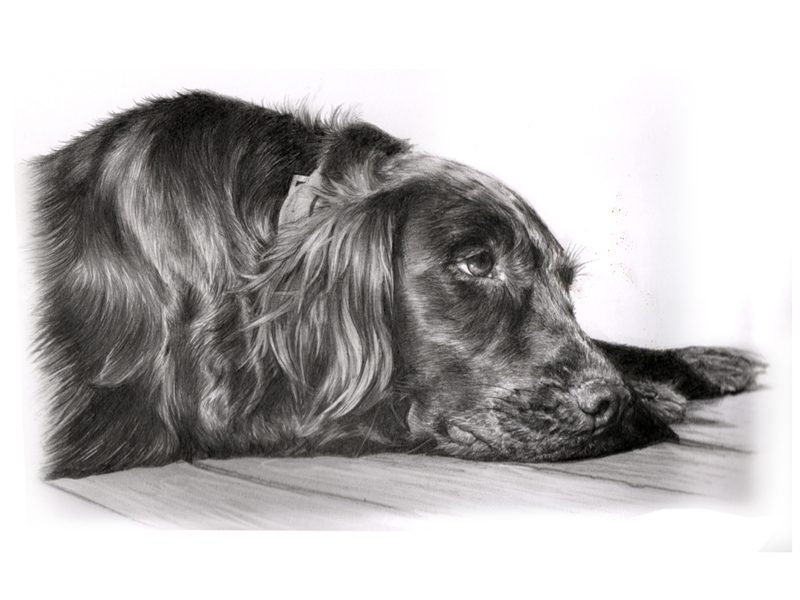 Portrait of a spaniel dog in graphite pencil