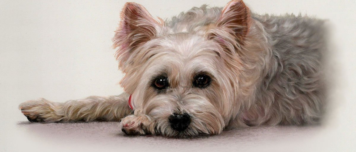 Terrier dog pastel portrait