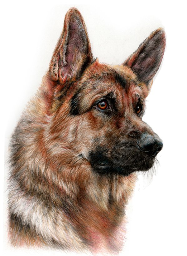 Portrait of a German shepherd dog in coloured pencil