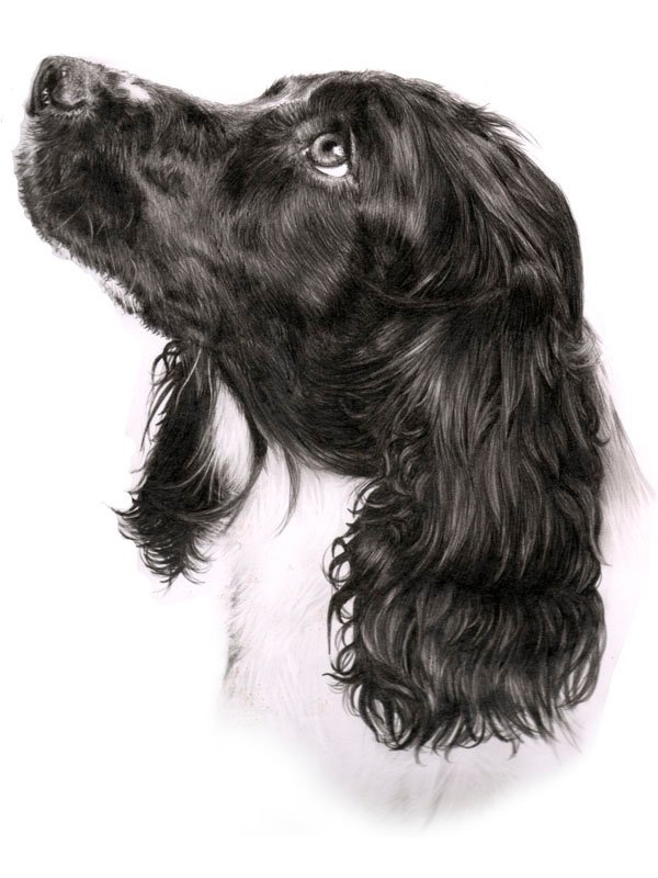 Portrait of a spaniel dog in graphite pencil