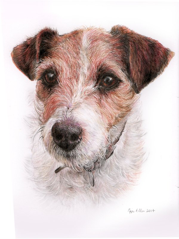 Terrier dog portrait in coloured pencil by UK pet artist Pippa Elton