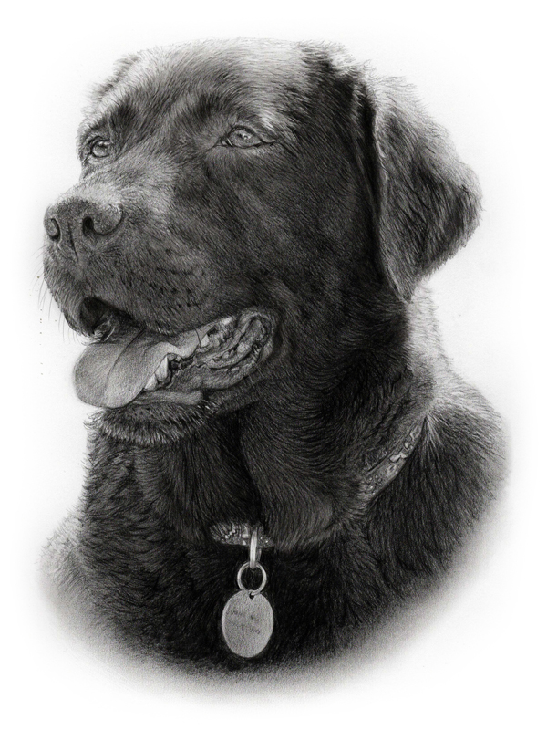 Pencil painting portrait of a chocolate Labador dog Portrait of a chocolate Labrador dog painted in pencil by UK pet portrait artist Pippa Elton