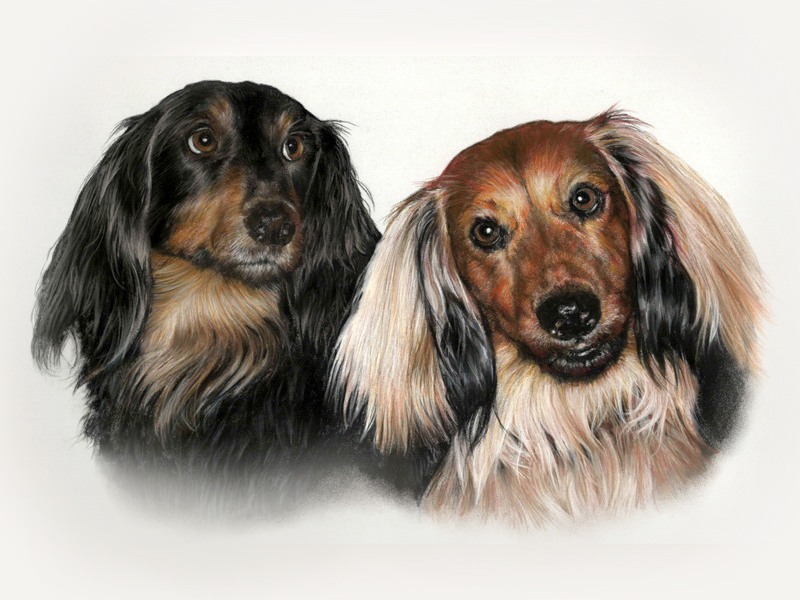 Portrait of two miniature long haired dachshund dogs painted in pastel by UK pet portrait artist Pippa Elton