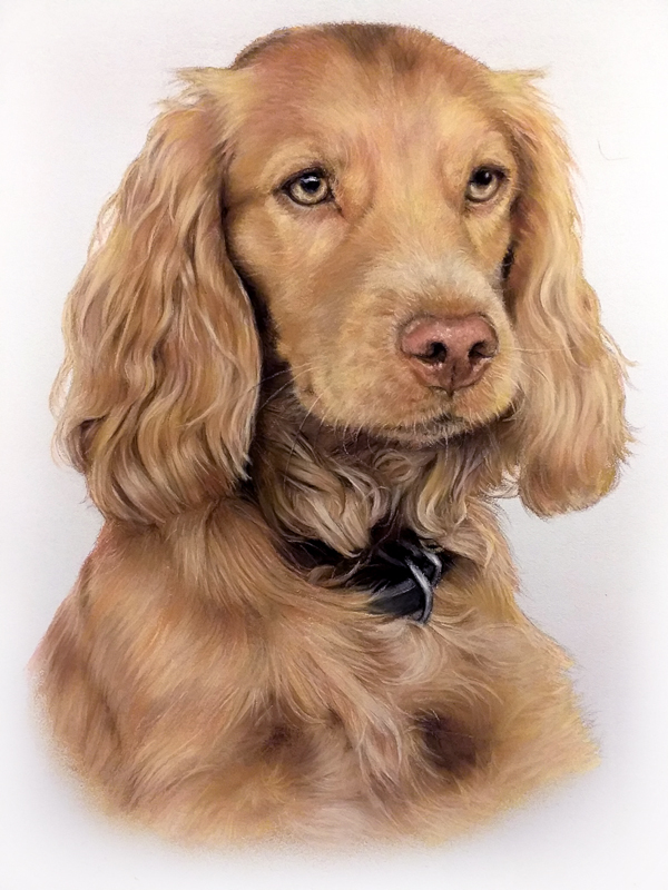 Portrait of a spaniel dog painted in pastel by UK pet portrait artist Pippa Elton