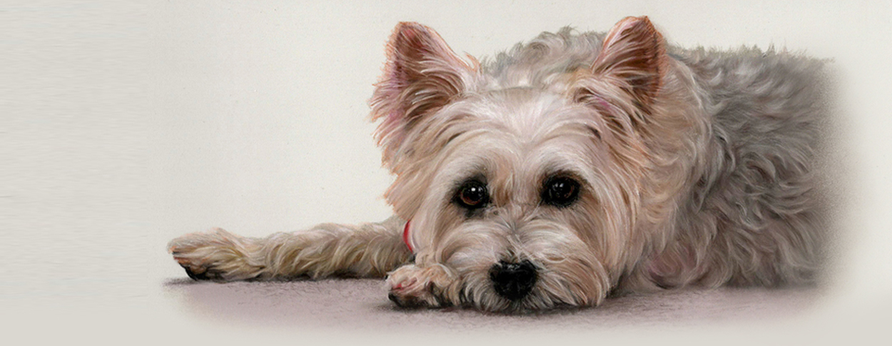 Portrait of a terrier dog painted in pastel by UK pet portrait artist Pippa Elton