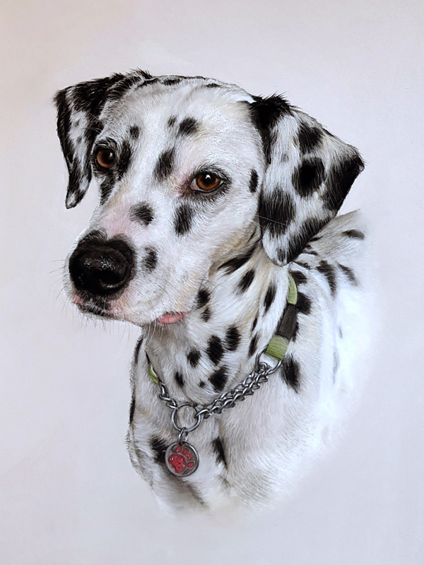 Portrait of a Dalmatian dog painted in pastel by UK pet portrait artist Pippa Elton